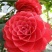 茶花20~30cm