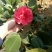 茶花20~30cm