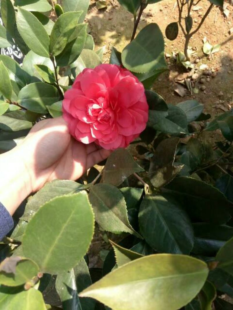 茶花20~30cm