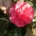 茶花20~30cm
