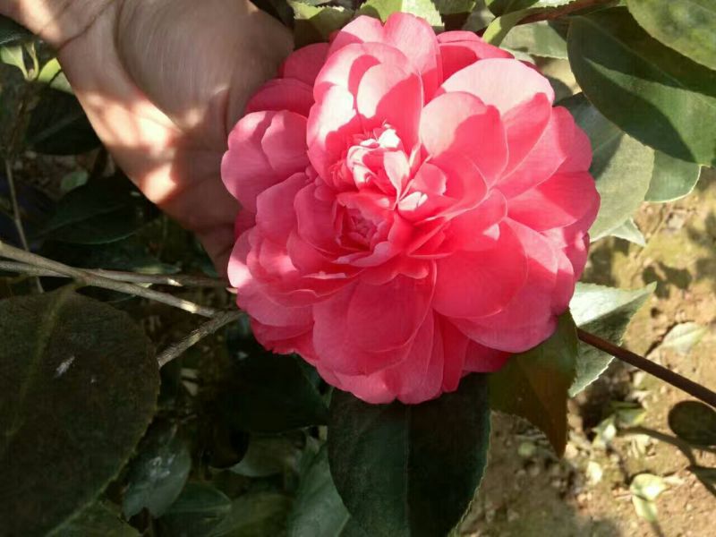 茶花20~30cm