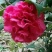 茶花20~30cm