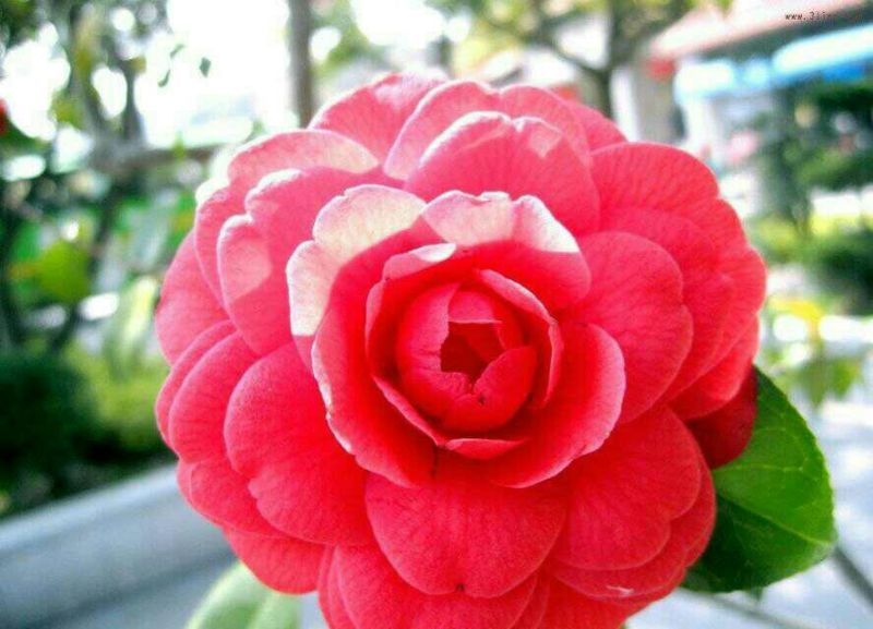 茶花20~30cm