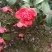 茶花20~30cm