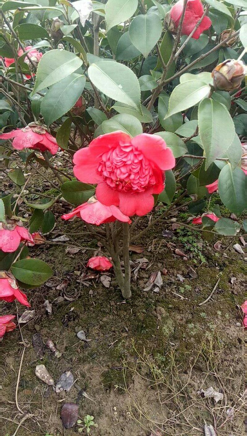 茶花20~30cm
