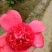 茶花20~30cm