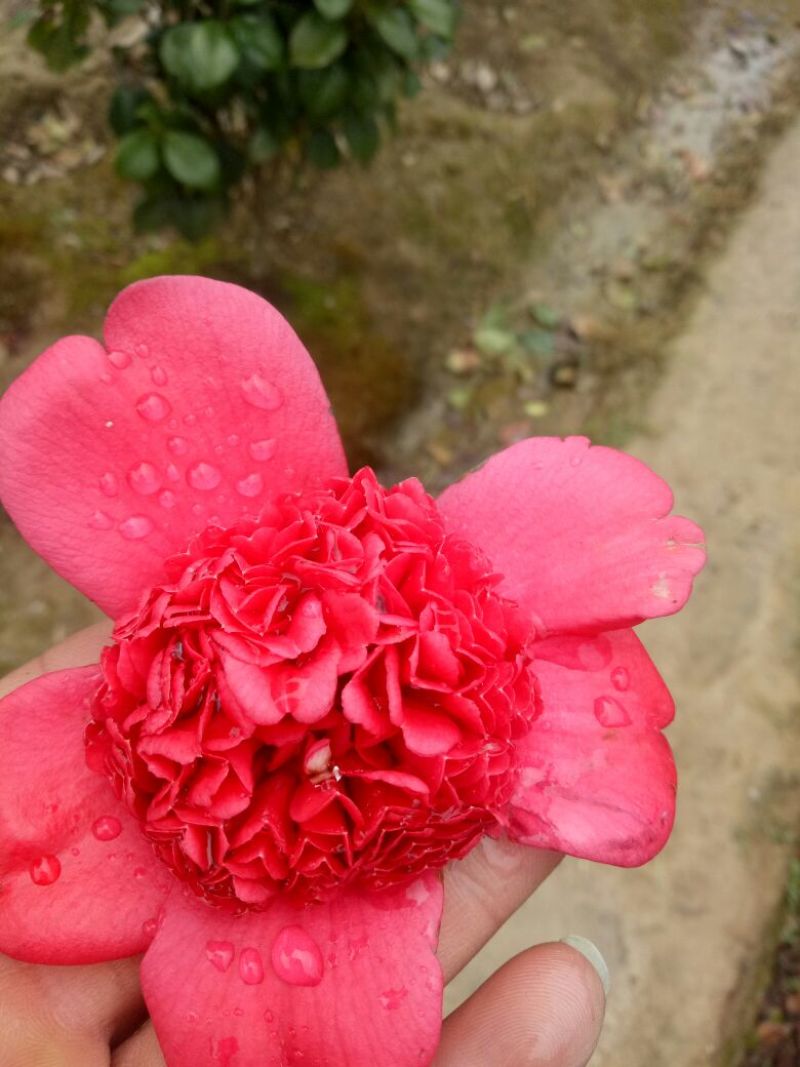 茶花20~30cm