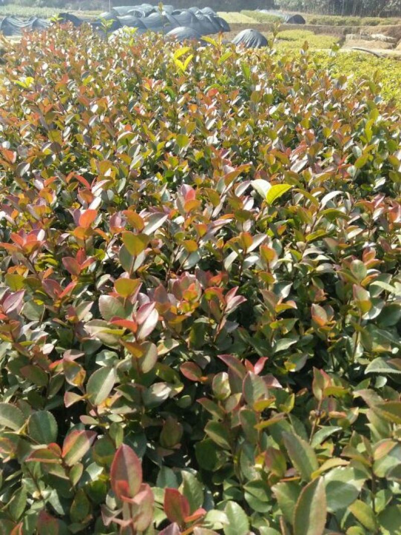 茶梅高度20-30cm