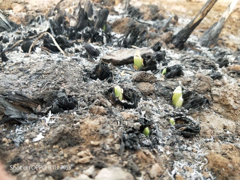 黄花菜种苗现挖现运