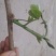 葛根种苗野生柴葛苗
