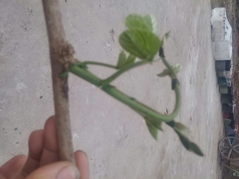 葛根种苗野生柴葛苗