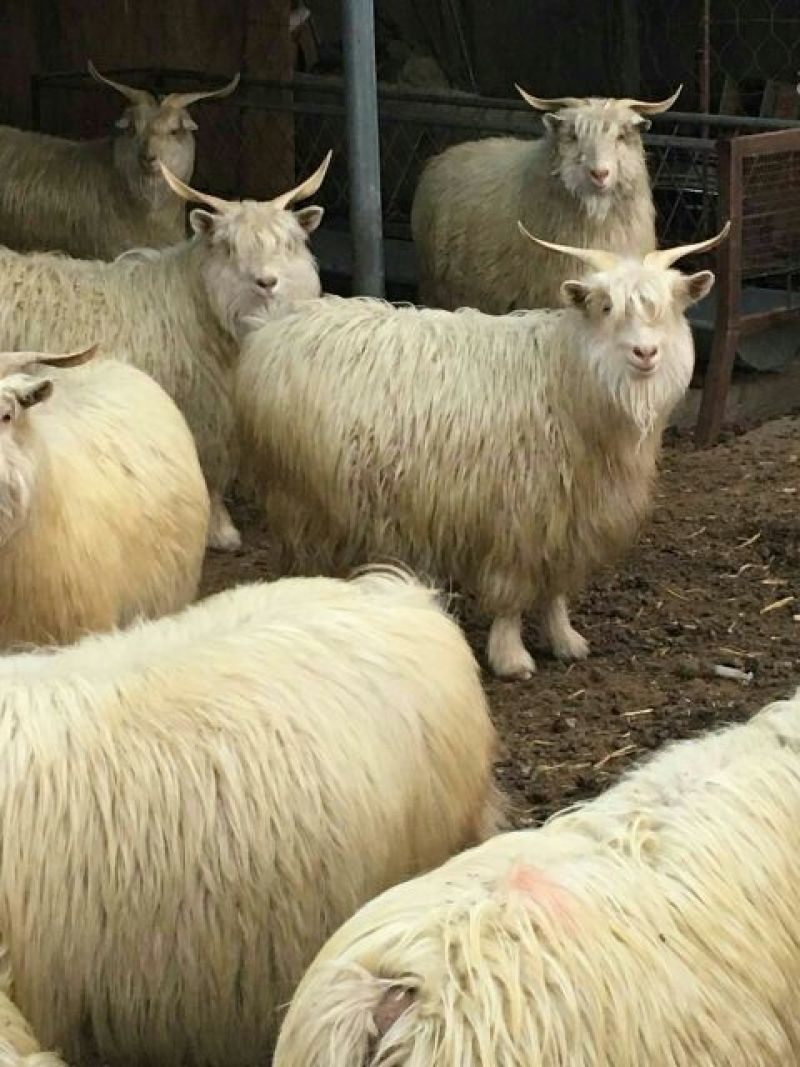 辽宁绒山羊30~40kg