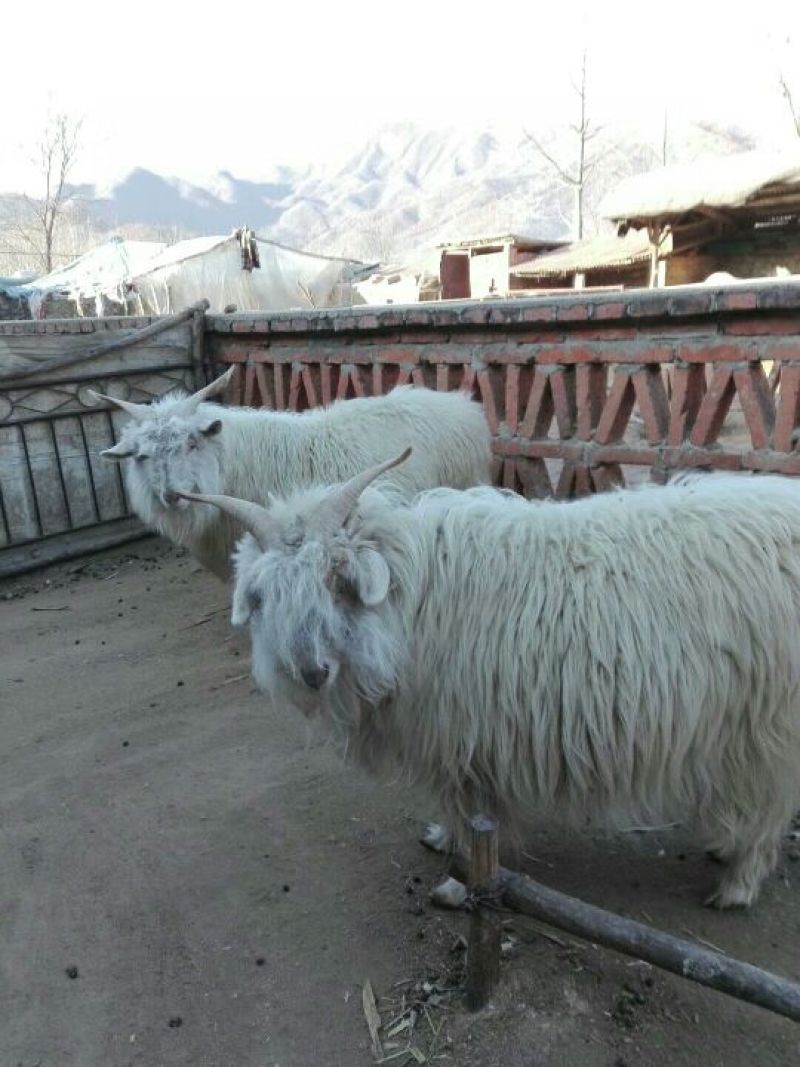 辽宁绒山羊30~40kg