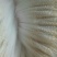 辽宁绒山羊30~40kg
