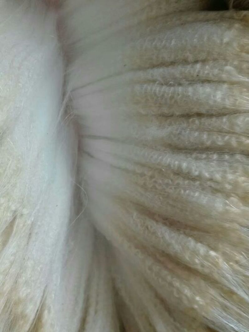 辽宁绒山羊30~40kg