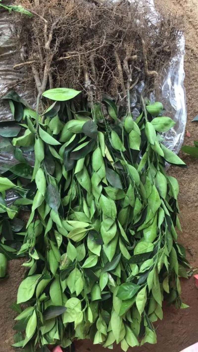 血橙苗30cm以下
