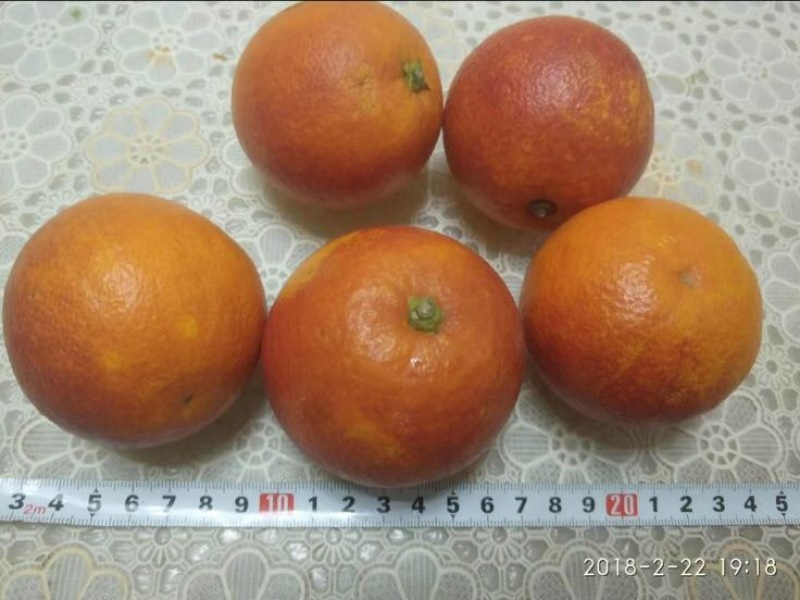 血橙苗30cm以下