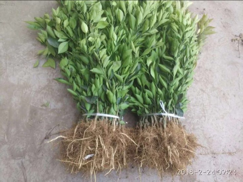 血橙苗30cm以下
