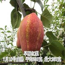 早酥红梨苗80cm以上0.8~3cm