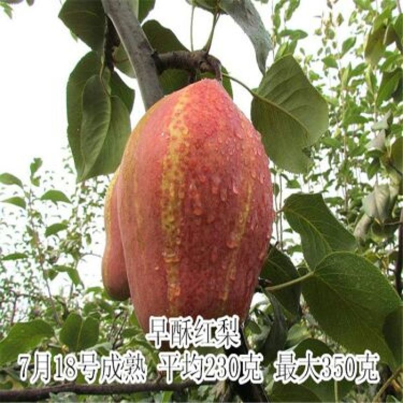 早酥红梨苗80cm以上0.8~3cm