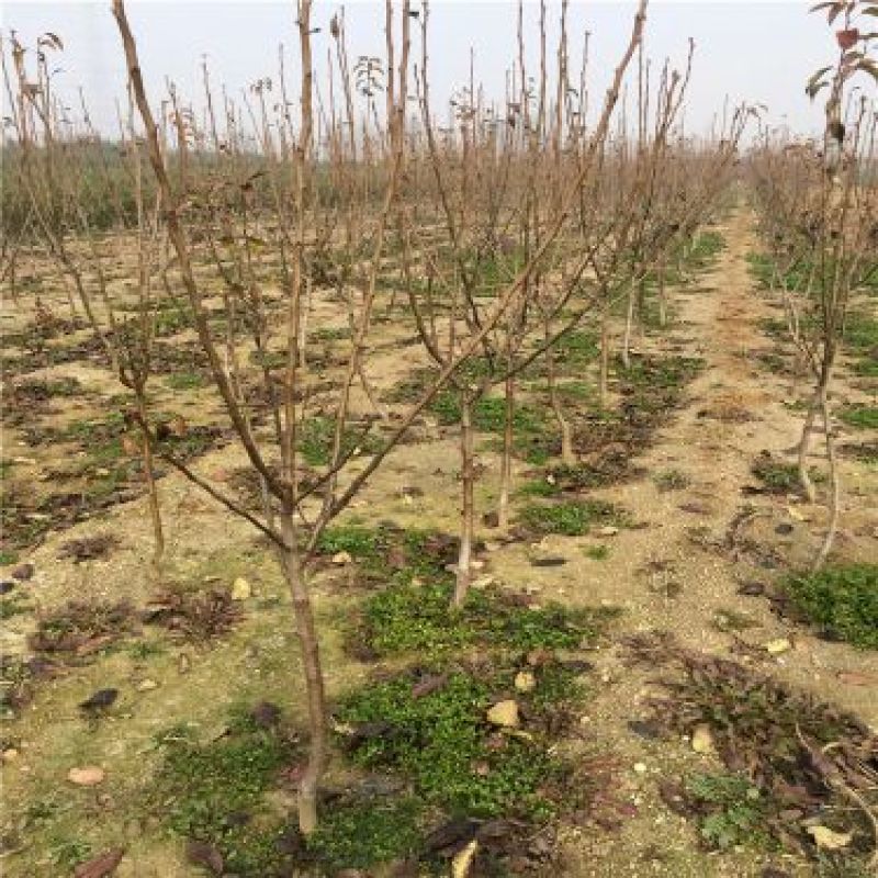 早酥红梨苗80cm以上0.8~3cm