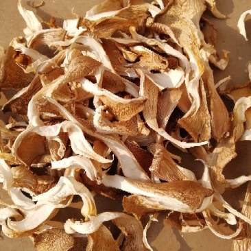 干平菇平菇干食用菌干蘑菇凤尾菇鲍鱼菇