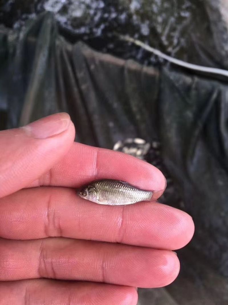 鲫鱼鱼苗