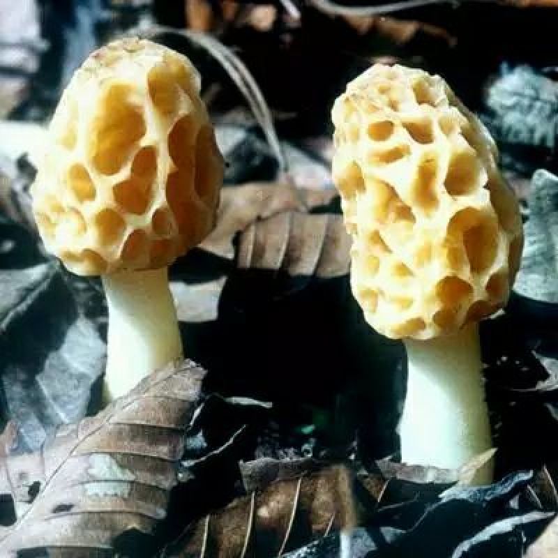 羊肚菌特级