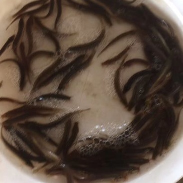 台湾泥鳅鱼苗人工养殖3~5cm