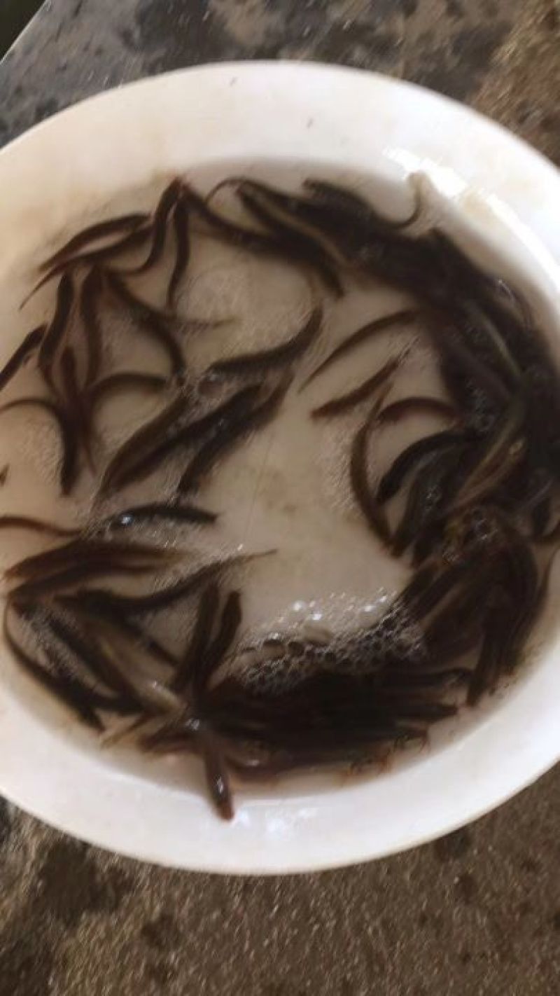 台湾泥鳅鱼苗人工养殖3~5cm