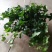 常春藤盆花含盆30~60cm