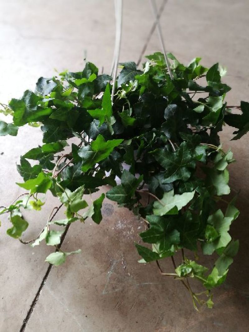 常春藤盆花含盆30~60cm
