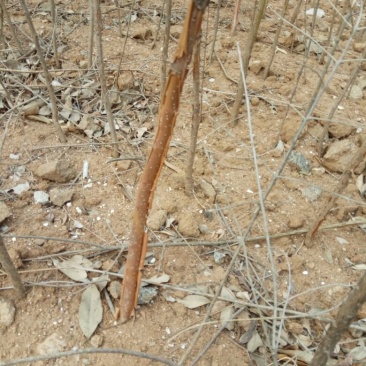 流苏苗50~80cm