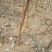 流苏苗50~80cm