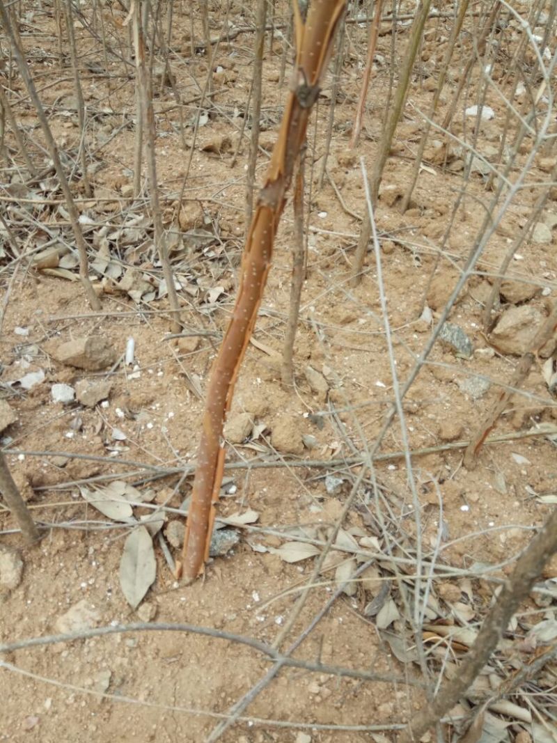 流苏苗50~80cm