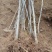 流苏苗50~80cm