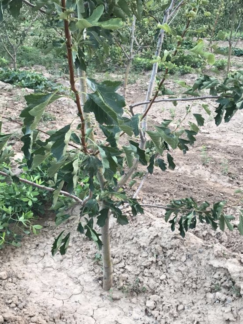 大金星山楂苗，个头大，口感好期待与您的合作
