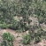 大金星山楂苗，个头大，口感好期待与您的合作