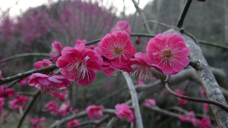 垂梅枝条下垂，农历冬腊月开花至