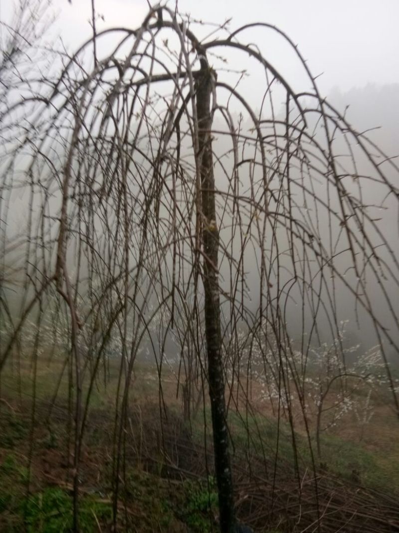垂梅枝条下垂，农历冬腊月开花至