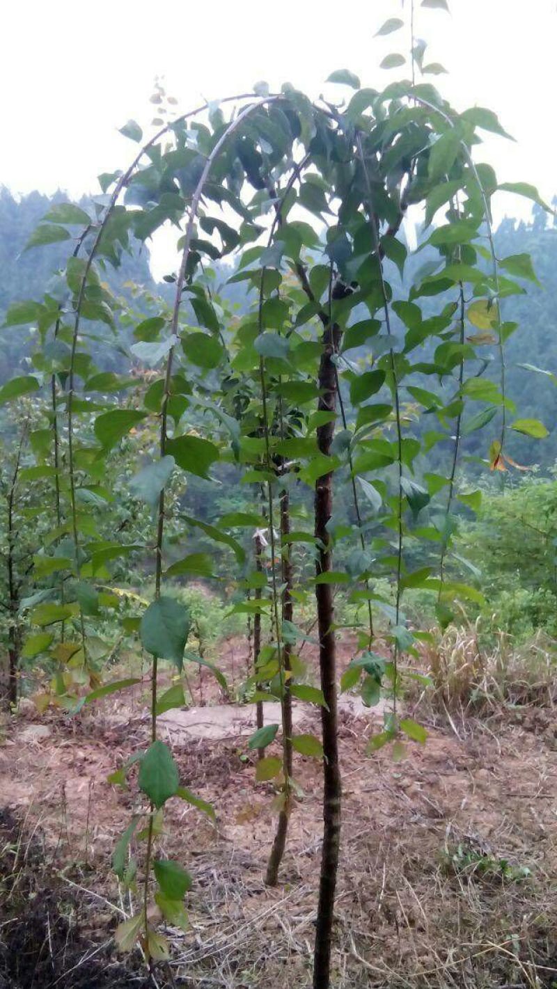 垂梅枝条下垂，农历冬腊月开花至