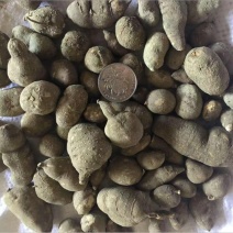 野生三叶青鲜货，又名金线吊葫芦产地直供一手货源