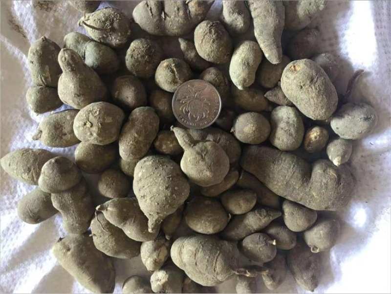 野生三叶青鲜货，又名金线吊葫芦产地直供一手货源