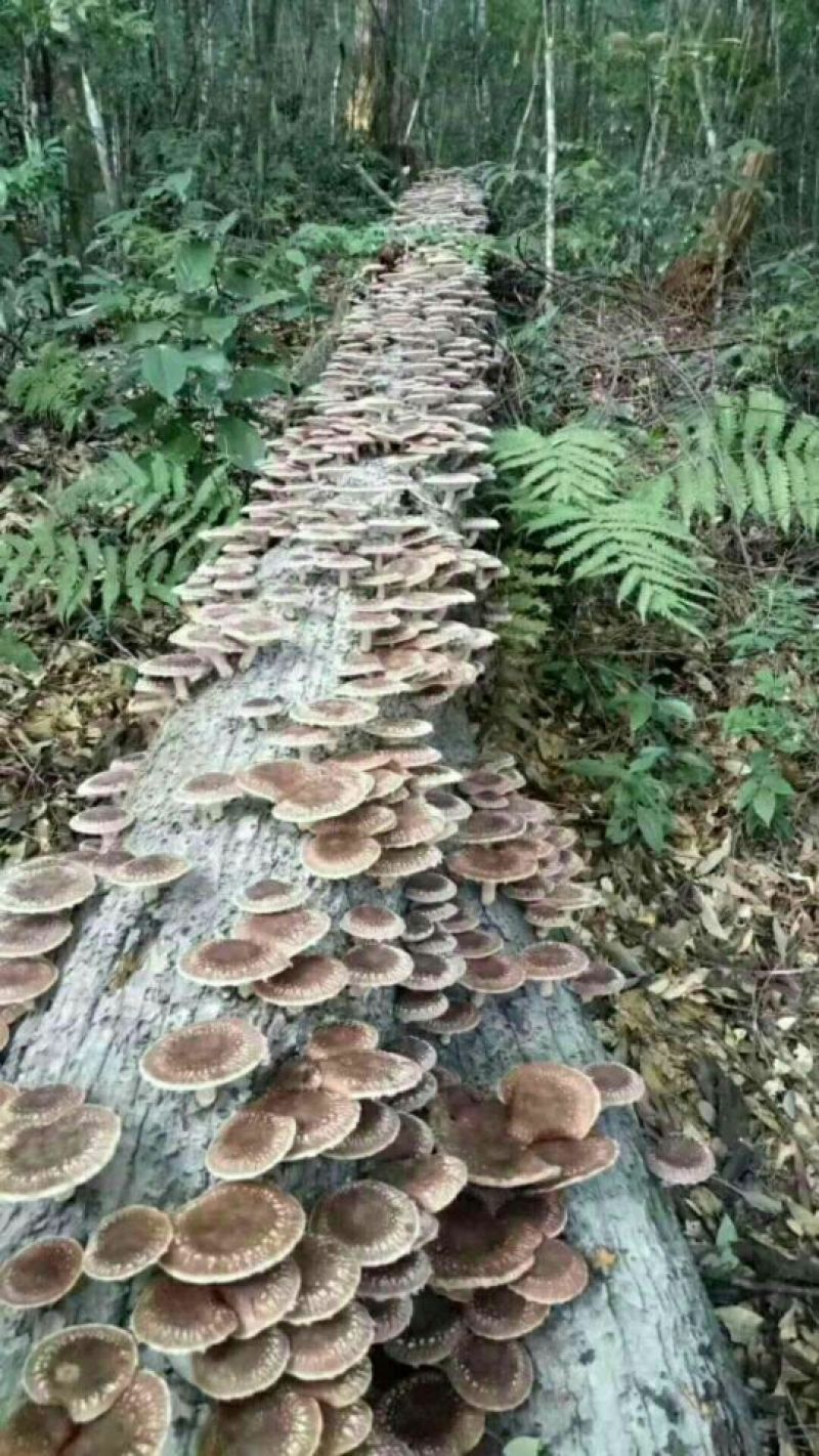野生香菇