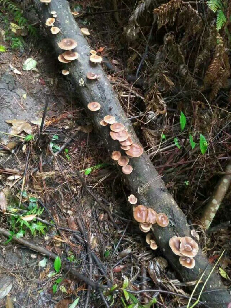 野生香菇