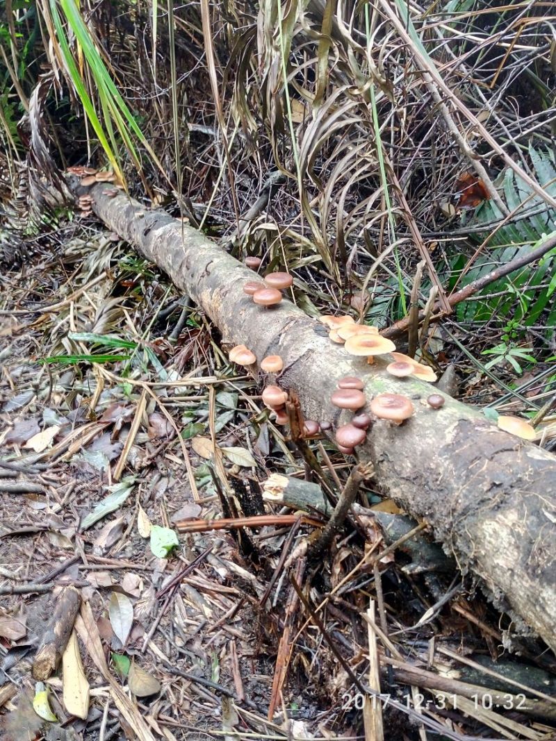 野生香菇