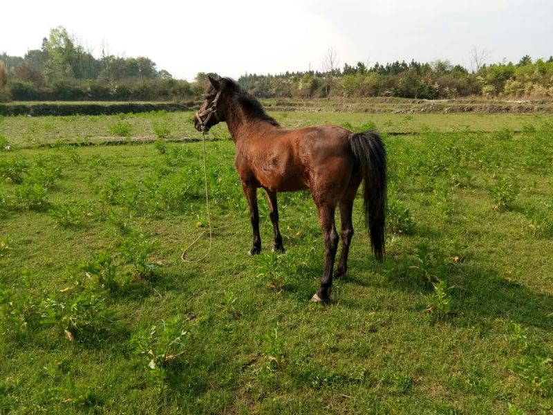 肉马200~300kg