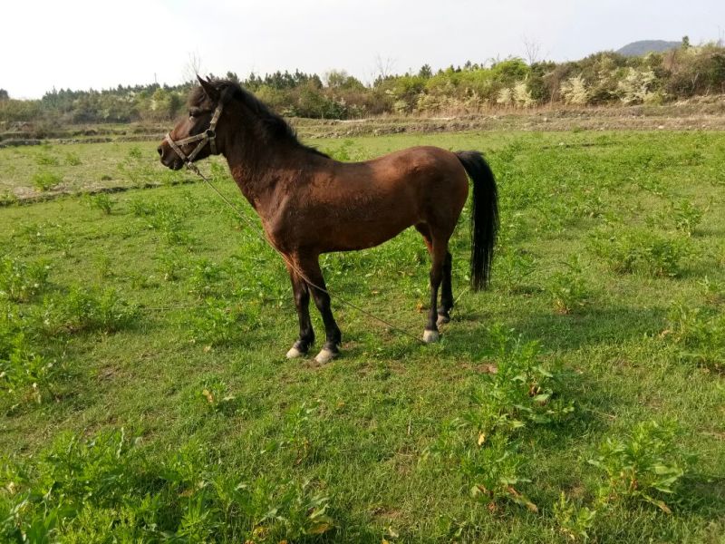 肉马200~300kg