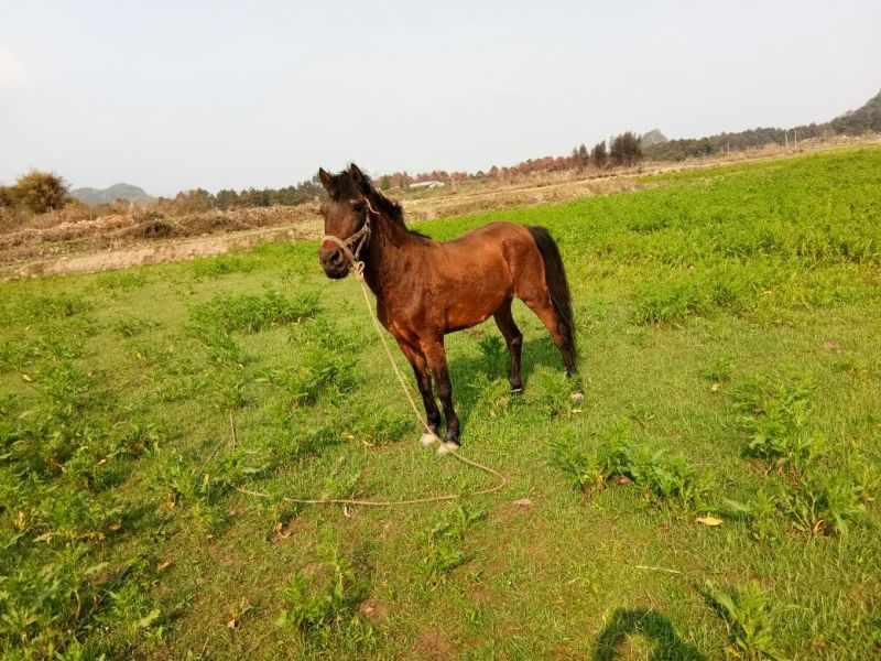 肉马200~300kg