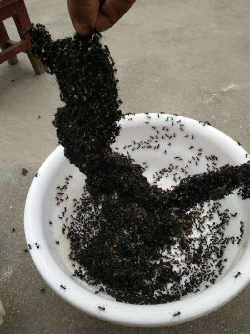 红蚂蚁